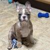 Venta de puppy female Bulldog Frances 