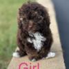 Toy poodle puppie looking for homes