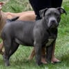 4 Months Old American Bully Puppies Available, Crate / House Trained 