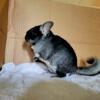 Black Velvet Chinchillas - 3-10mo