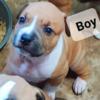 Cane corso American bully puppy