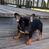 Black tri  female available