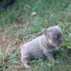 akc french bulldog pup Full fluffy + isabella