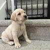 AKC Lab Puppies