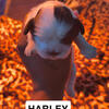 SHIH TZU PUPS