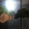 Blue Crown Singles & Blue Crown Conure Pairs for sale