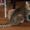 Spotted British Short Hair Cat - Male Shorthair no kittens