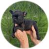 frenchton puppies / males and females