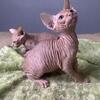 Sphynx Kittens
