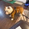 Standard English Bulldog for STUD