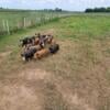 Idaho pasture pig feeders for new pasture