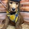 Price dropped to approved home for last CKC   goldendoodle available