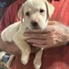 English yellow Labrador puppies