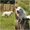 Great Pyrenees Working Livestock Guardian Puppies Purebred AKC