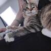 Rehoming loving cat Michella