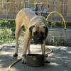 English mastiff