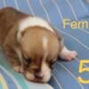 AKC Welsh, Pembroke corgi puppy