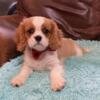 Gorgeous male Cavalier King Charles Spaniel puppy