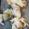 Light Golden Retriever Puppies