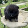 Blk and grey female Pomeranian