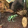 Auratus Sp Dart Frogs