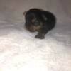 Ckc registered yorkie male