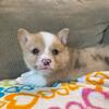 CORGI PUPPIES FOR SALE