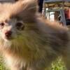 ACA registered chocolate pomeranian 1 left