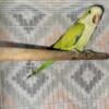 Quaker Parrots for Rehome