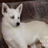 Pomsky Puppy For Adoption