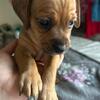 Chiweenie puppies