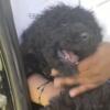 AKC Standard Black poodle