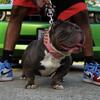 $1200  TODAY  Micro Female Bully 