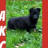 Akc German Shepherd pups 