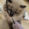 Beautiful mitted sepia seal point mink kitten