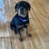 5 month old male German Rottweiler (full AKC)