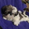 Shih-tzu baby girl-Imperial