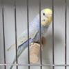 Rainbow Budgies Available  Males