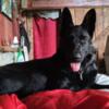 All Black & Sable Import/Working Line AKC German Shepherds