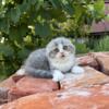 NEW Elite Scottish fold kitten from Europe with excellent pedigree, male. A Martin