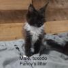 Maine Coon Kittens Available to Reserve