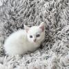 Siamese 