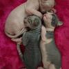Sphynx Kittens