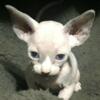 Sphynx male blue point naked kitten cat