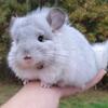 Chinchilla