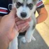 For Alaskan husky for sale puppys