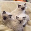 Himalayan kittens, CFA