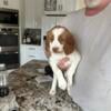 3 Brittany spaniels looking for their forever home!