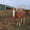 2 yr old Belgian Haflinger cross gelding