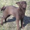 Schipperke